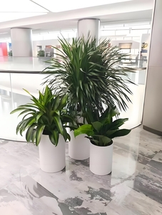 奉化绿植租赁价格